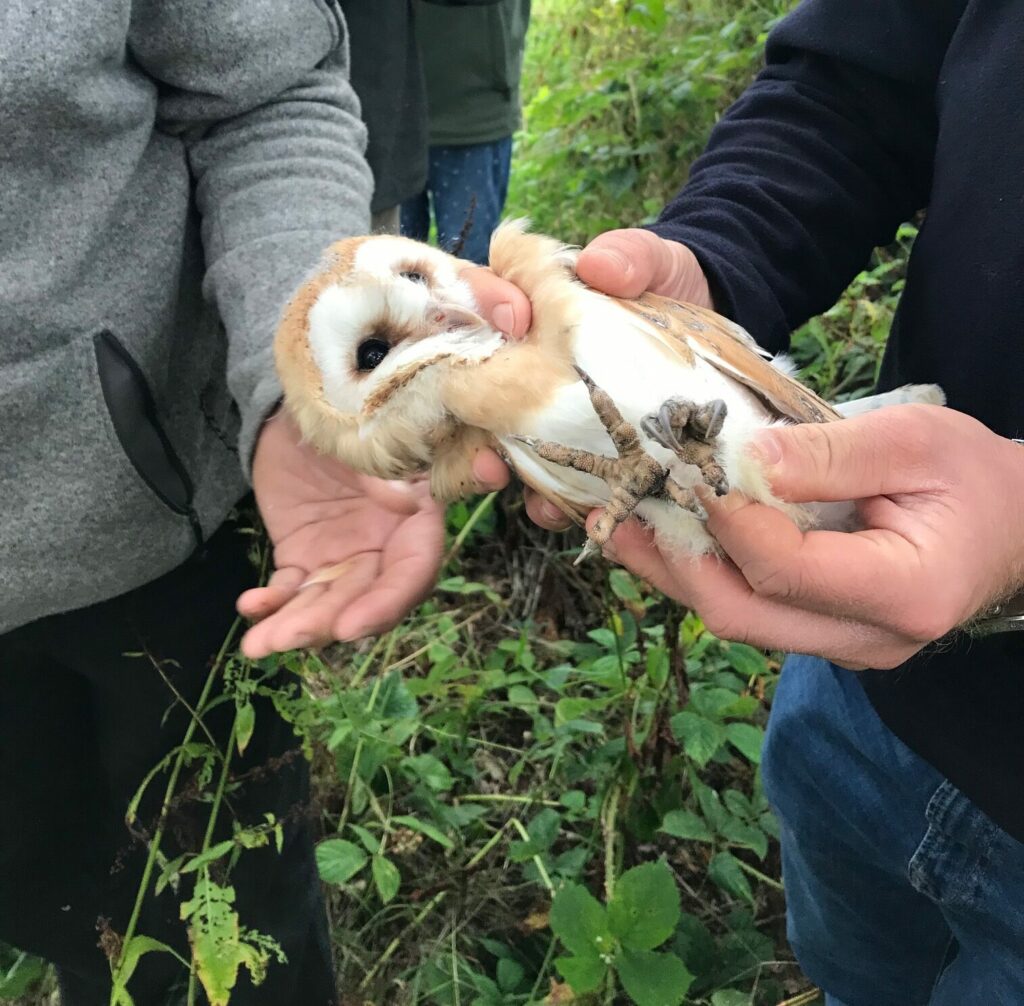 Vulnerable barn owls return to nesting on Finnebrogue Estate in Downpatrick