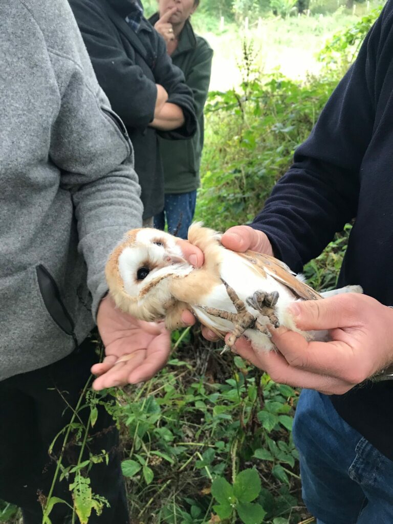 Vulnerable barn owls return to nesting on Finnebrogue Estate in Downpatrick