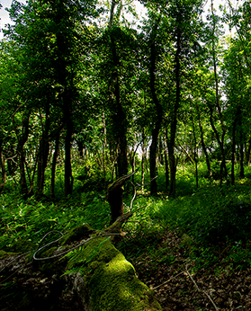 FINNEBROGUE FARM WOODLAND