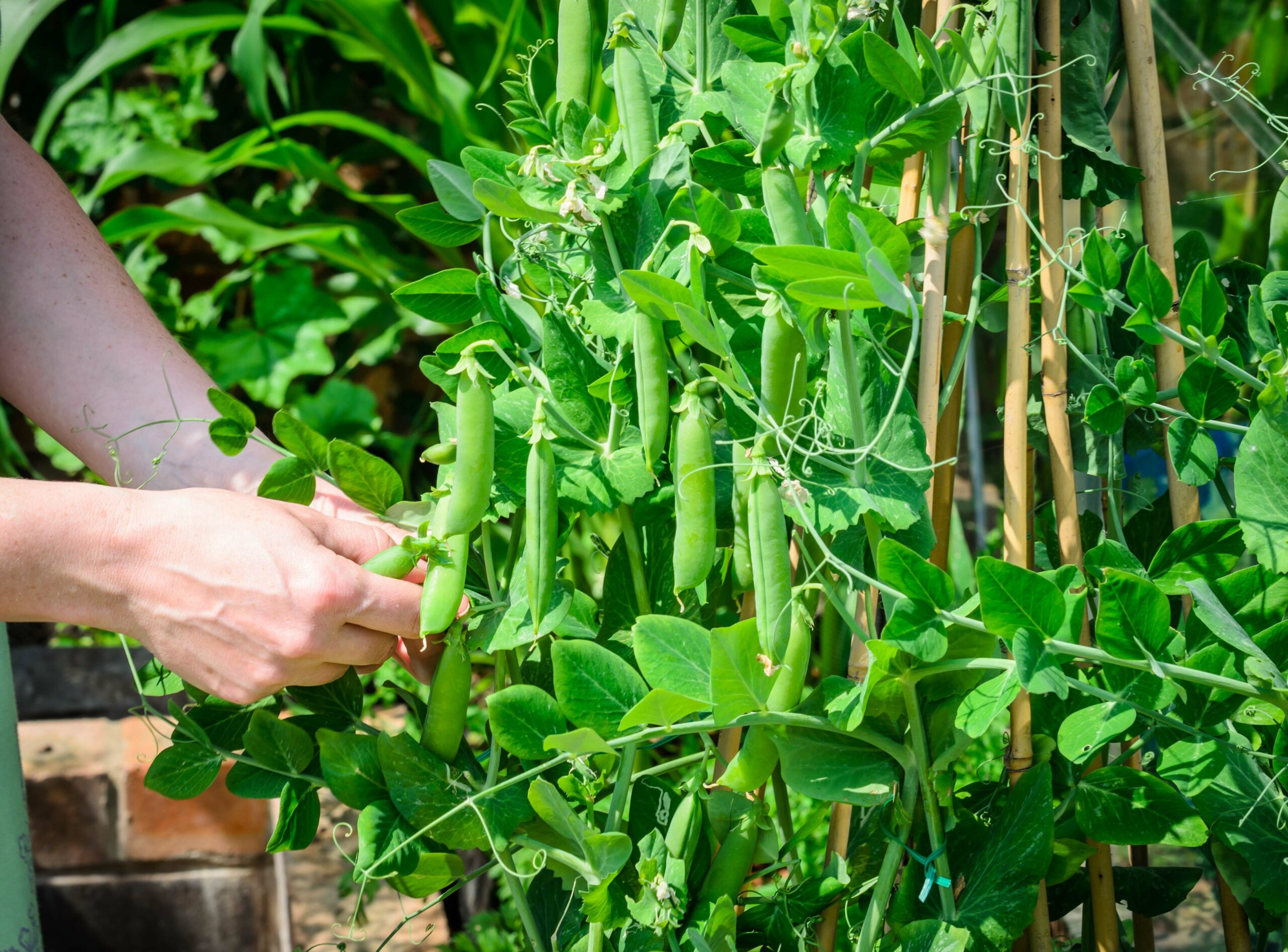 Someone picking peas.